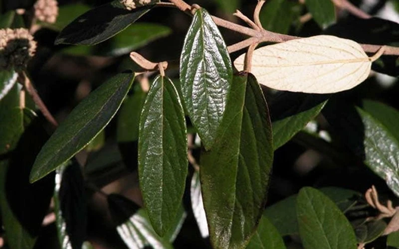 Prague Viburnum - 1 Gallon Pot 8 Prague Viburnum - 1 Gallon Pot - Image 8
