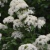 Blackhaw Viburnum - 3 Gallon Pot