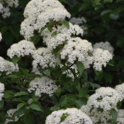 Blackhaw Viburnum - 3 Gallon Pot