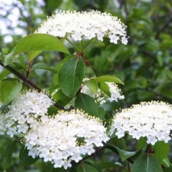 Blackhaw Viburnum - 3 Gallon Pot -Green Garden Outdoor Shop viburnum prunifolium black haw 4