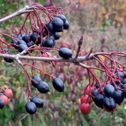 Blackhaw Viburnum - 2 Gallon Pot -Green Garden Outdoor Shop viburnum prunifolium black haw 5 1