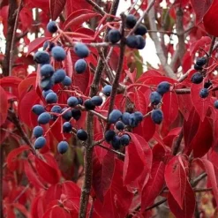 Blackhaw Viburnum - 2 Gallon Pot -Green Garden Outdoor Shop viburnum prunifolium black haw 6 1