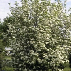 Blackhaw Viburnum - 2 Gallon Pot -Green Garden Outdoor Shop viburnum prunifolium black haw 7 1