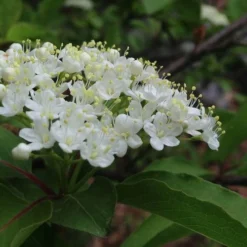 Blackhaw Viburnum - 2 Gallon Pot -Green Garden Outdoor Shop viburnum prunifolium black haw 9 1