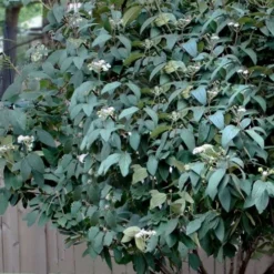 Alleghany Viburnum - 1 Gallon Pot 8 Alleghany Viburnum - 1 Gallon Pot -Green Garden Outdoor Shop viburnum rhytidophylloides alleghany 3