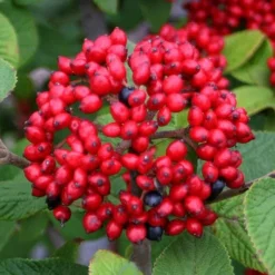 Alleghany Viburnum - 1 Gallon Pot 9 Alleghany Viburnum - 1 Gallon Pot -Green Garden Outdoor Shop viburnum rhytidophylloides alleghany 4