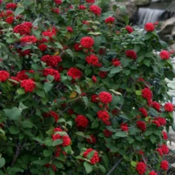 Red Balloon Viburnum - 3 Gallon Pot 10 Red Balloon Viburnum - 3 Gallon Pot -Green Garden Outdoor Shop viburnum rhytidophylloides red balloon 2