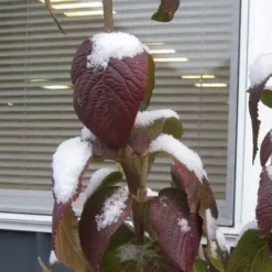 Red Balloon Viburnum - 3 Gallon Pot 11 Red Balloon Viburnum - 3 Gallon Pot -Green Garden Outdoor Shop viburnum rhytidophylloides red balloon 4