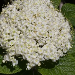 Red Balloon Viburnum - 3 Gallon Pot 9 Red Balloon Viburnum - 3 Gallon Pot -Green Garden Outdoor Shop viburnum rhytidophylloides red balloon 5