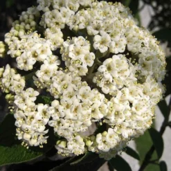 Willowwood Viburnum - 3 Gallon Pot