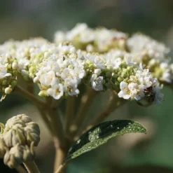 Willowwood Viburnum - 3 Gallon Pot 10 Willowwood Viburnum - 3 Gallon Pot -Green Garden Outdoor Shop viburnum rhytidophylloides willowwood 2