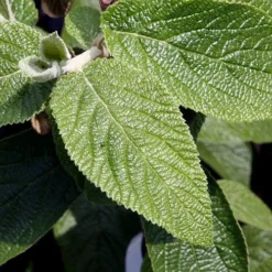 Willowwood Viburnum - 3 Gallon Pot 11 Willowwood Viburnum - 3 Gallon Pot -Green Garden Outdoor Shop viburnum rhytidophylloides willowwood 3