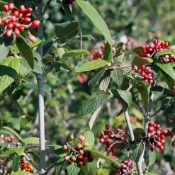 Willowwood Viburnum - 3 Gallon Pot 13 Willowwood Viburnum - 3 Gallon Pot -Green Garden Outdoor Shop viburnum rhytidophylloides willowwood 5