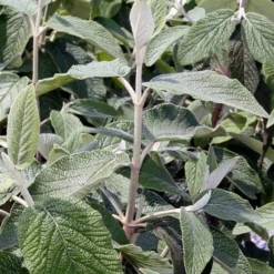 Willowwood Viburnum - 3 Gallon Pot 12 Willowwood Viburnum - 3 Gallon Pot -Green Garden Outdoor Shop viburnum rhytidophylloides willowwood 6