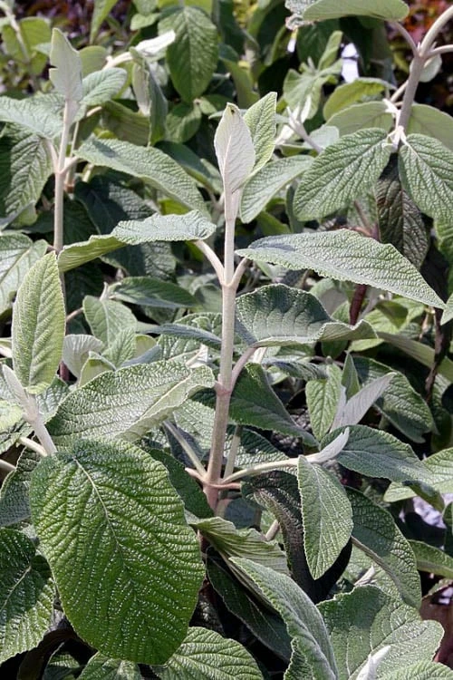 Willowwood Viburnum - 3 Gallon Pot 6 Willowwood Viburnum - 3 Gallon Pot - Image 6