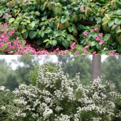 Shiny Dancer Viburnum - 2 Gallon Pot -Green Garden Outdoor Shop viburnum shiny dancer 22