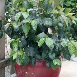 Shiny Dancer Viburnum - 2 Gallon Pot -Green Garden Outdoor Shop viburnum shiny dancer 26