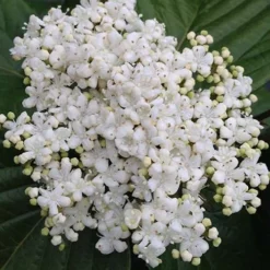 Shiny Dancer Viburnum - 2 Gallon Pot -Green Garden Outdoor Shop viburnum shiny dancer 4 500x750 1