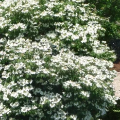 Summer Snowflake Viburnum - 1 Gallon Pot -Green Garden Outdoor Shop viburnum summer snowflake 102