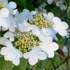Summer Snowflake Viburnum - 1 Gallon Pot -Green Garden Outdoor Shop viburnum summer snowflake 103