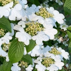 Summer Snowflake Viburnum - 1 Gallon Pot