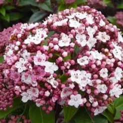 Spirit Viburnum - 3 Gallon Pot -Green Garden Outdoor Shop viburnum tinus spirit 1