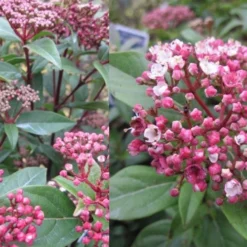 Spirit Viburnum - 3 Gallon Pot -Green Garden Outdoor Shop viburnum tinus spirit 2