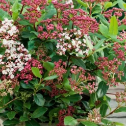 Spirit Viburnum - 3 Gallon Pot -Green Garden Outdoor Shop viburnum tinus spirit 4