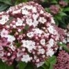 Spirit Viburnum - 3 Gallon Pot