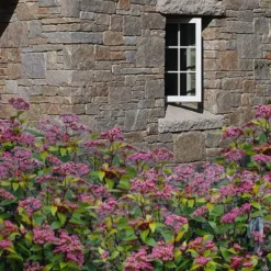 Spirit Viburnum - 3 Gallon Pot -Green Garden Outdoor Shop viburnum tinus spirit 7