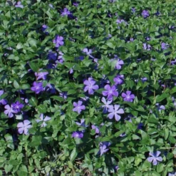 Bigleaf Periwinkle (Vinca Major) - 8 Pack Of 2.5" Pots -Green Garden Outdoor Shop vinca major bigleaf periwinkle 10 1