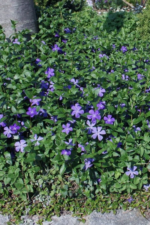 Bigleaf Periwinkle (Vinca Major) - 6 Pack Of Pint Pots 4 Bigleaf Periwinkle (Vinca Major) - 6 Pack Of Pint Pots - Image 4