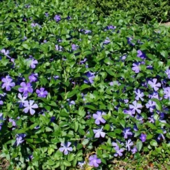 Bigleaf Periwinkle (Vinca Major) - 6 Pack Of Pint Pots 10 Bigleaf Periwinkle (Vinca Major) - 6 Pack Of Pint Pots -Green Garden Outdoor Shop vinca major bigleaf periwinkle 11