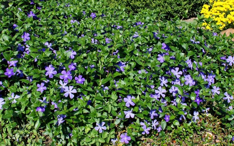 Bigleaf Periwinkle (Vinca Major) - 6 Pack Of Pint Pots 5 Bigleaf Periwinkle (Vinca Major) - 6 Pack Of Pint Pots - Image 5