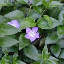 Bigleaf Periwinkle (Vinca Major) - 8 Pack Of 2.5" Pots -Green Garden Outdoor Shop vinca major bigleaf periwinkle 12 1