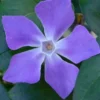 Bigleaf Periwinkle (Vinca Major) - 8 Pack Of 2.5" Pots