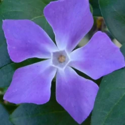 Bigleaf Periwinkle (Vinca Major) - 6 Pack Of Pint Pots