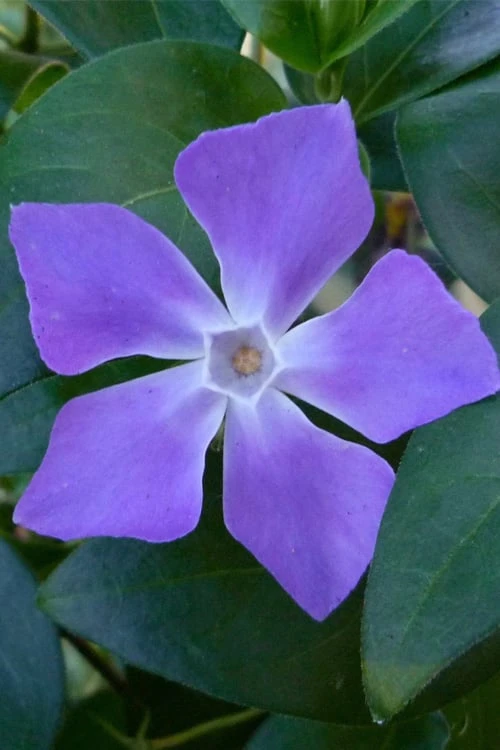 Bigleaf Periwinkle (Vinca Major) - 6 Pack Of Pint Pots 1 Bigleaf Periwinkle (Vinca Major) - 6 Pack Of Pint Pots