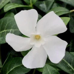 White Evergreen Periwinkle (Vinca Minor 'Alba') - 5 Pack Of Pint Pots -Green Garden Outdoor Shop vinca minor alba white evergreen periwinkle 1