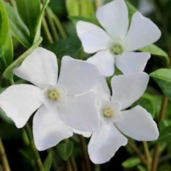 White Evergreen Periwinkle (Vinca Minor 'Alba') - 5 Pack Of Pint Pots