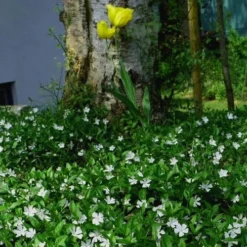 White Evergreen Periwinkle (Vinca Minor 'Alba') - 5 Pack Of Pint Pots -Green Garden Outdoor Shop vinca minor alba white evergreen periwinkle 6