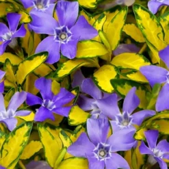 Illumination Variegated Periwinkle (Vinca Minor) - 6 Pack Of Pint Pots -Green Garden Outdoor Shop vinca minor illumination 10