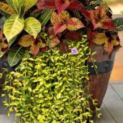 Illumination Variegated Periwinkle (Vinca Minor) - 6 Pack Of Pint Pots -Green Garden Outdoor Shop vinca minor illumination 7