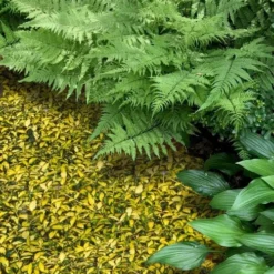 Illumination Variegated Periwinkle (Vinca Minor) - 6 Pack Of Pint Pots -Green Garden Outdoor Shop vinca minor illumination 8