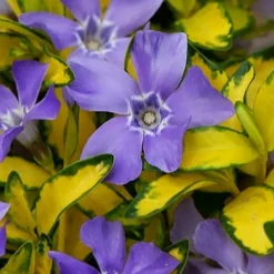 Illumination Variegated Periwinkle (Vinca Minor) - 5 Pack Of Pint Pots