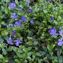 Ralph Shugert Variegated Periwinkle - Vinca Minor - 3 Pack Of Pint Pots -Green Garden Outdoor Shop vinca minor ralph shugert variegated evergreen periwinkle 4