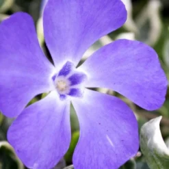 Ralph Shugert Variegated Periwinkle - Vinca Minor - 3 Pack Of Pint Pots -Green Garden Outdoor Shop vinca minor ralph shugert variegated evergreen periwinkle 6