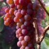 Canadice Red Seedless Grape Vine - 1 Gallon Pot