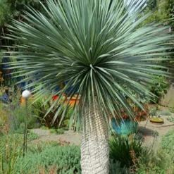 Big Bend Yucca Rostrata - 3 Gallon Pot -Green Garden Outdoor Shop yucca rostrata big bend beaked yucca 16