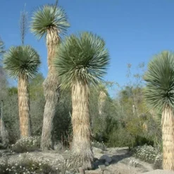 Big Bend Yucca Rostrata - 3 Gallon Pot -Green Garden Outdoor Shop yucca rostrata big bend beaked yucca 17